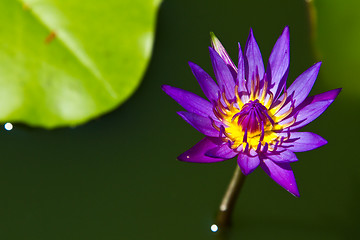 Image showing Water lily on  Koh Ngai island Thailand