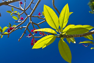 Image showing Flowers in Thailand