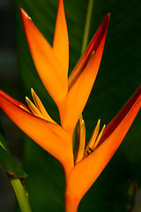 Image showing Heliconia flowers on a tree in Koh Ngai island Thailand