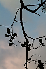 Image showing Branch silhouette Thailand