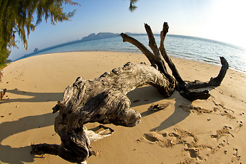 Image showing At the beach in thailand