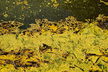 Image showing Closeup of algae in water