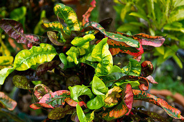 Image showing Leaf in Thailand