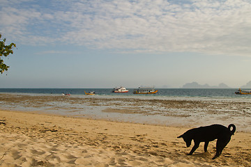 Image showing Dog at the beach