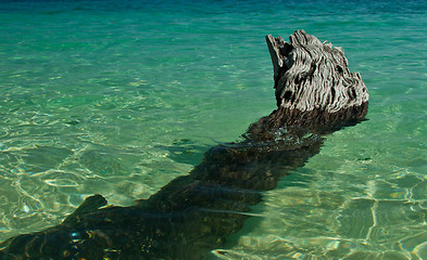 Image showing Dead tree in water the beach  thailand