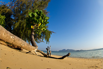 Image showing Tree growing at  the beach in thailand