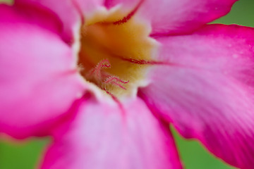 Image showing Gloriosa superba. Glory lily - Climbing lily