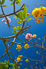 Image showing Flowers in Thailand