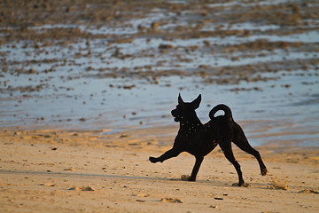 Image showing Dog at the beach
