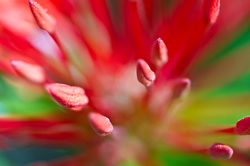 Image showing Red and pink, flowers on a tree in Koh Ngai island Thailand