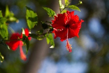 Image showing Red orchid on a tree in Thailand