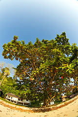 Image showing Tree growing at  the beach in thailand