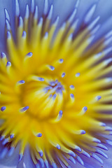 Image showing Water lily on  Koh Ngai island Thailand