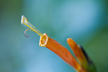 Image showing flowers in Thailand