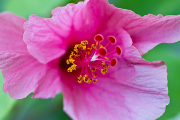 Image showing pink, flowers on a tree in Koh Ngai island Thailand