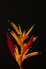 Image showing Heliconia flowers on a tree in Koh Ngai island Thailand