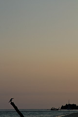 Image showing Bird at the beach in thailand