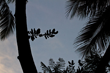 Image showing Branch silhouette Thailand