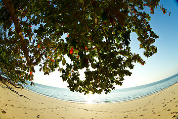 Image showing Tree growing at  the beach in thailand