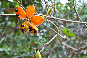 Image showing Flowers on a tree in Koh Ngai island Thailand