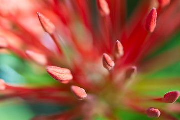 Image showing Red and pink, flowers on a tree in Koh Ngai island Thailand