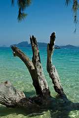 Image showing Dead tree in water the beach  thailand