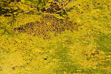 Image showing Closeup of algae in water