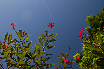 Image showing Red orchid on a tree in Thailand