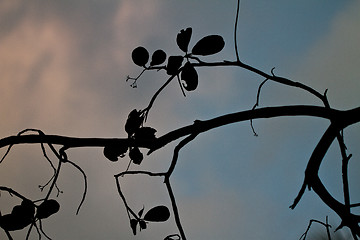 Image showing Branch silhouette Thailand