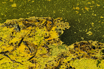 Image showing Closeup of algae in water