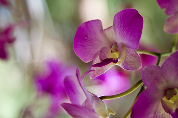 Image showing Phalaenopsis, flowers Thailand