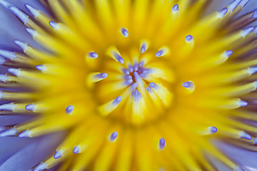 Image showing Water lily on  Koh Ngai island Thailand