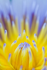 Image showing Water lily on  Koh Ngai island Thailand