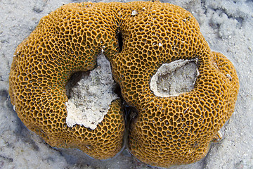 Image showing Sea shell at the beach in thailand