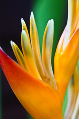 Image showing Heliconia flowers on a tree in Koh Ngai island Thailand