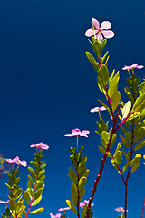 Image showing Flowers in Thailand