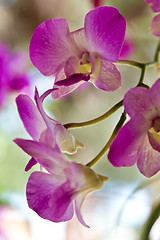 Image showing Yellow and pink, flowers on a tree in Koh Ngai island Thailand