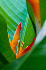 Image showing Heliconia flowers on a tree in Koh Ngai island Thailand