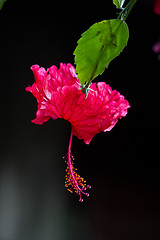 Image showing Red orchid on a tree in Thailand