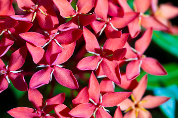 Image showing Red and pink, flowers on a tree in Koh Ngai island Thailand