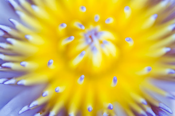 Image showing Water lily on  Koh Ngai island Thailand