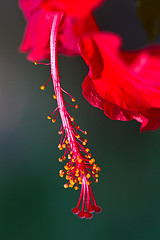 Image showing Red orchid on a tree in Thailand