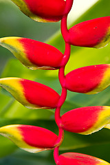 Image showing Heliconia flowers on a tree in Koh Ngai island Thailand