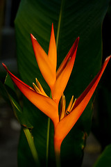 Image showing Heliconia flowers on a tree in Koh Ngai island Thailand