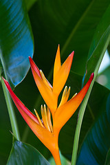 Image showing Heliconia flowers on a tree in Koh Ngai island Thailand