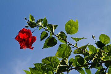 Image showing Red orchid on a tree in Thailand