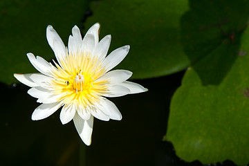 Image showing Water lily on  Koh Ngai island Thailand