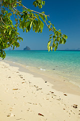 Image showing Tree growing at  the beach in thailand