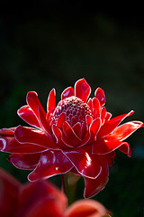 Image showing Red vanda flowers in Thailand