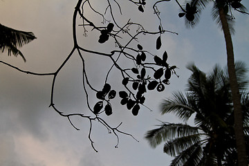 Image showing Branch silhouette Thailand